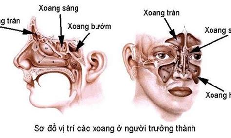 cấu trúc mũi người